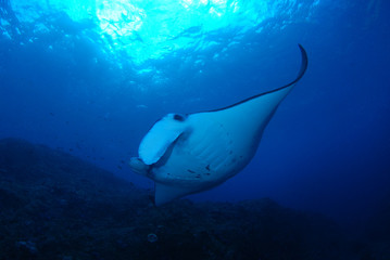 Amazing underwater world - Manta Rays. Bali, Nusa Penida island, Raja Ampat. Clear blue sea. 