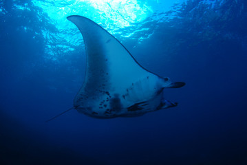 Amazing underwater world - Manta Rays. Bali, Nusa Penida island, Raja Ampat. Clear blue sea. 