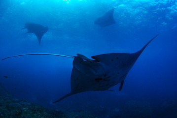 Amazing underwater world - Manta Rays. Bali, Nusa Penida island, Raja Ampat. Clear blue sea. 