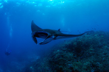 Amazing underwater world - Manta Rays. Bali, Nusa Penida island, Raja Ampat. Clear blue sea. 