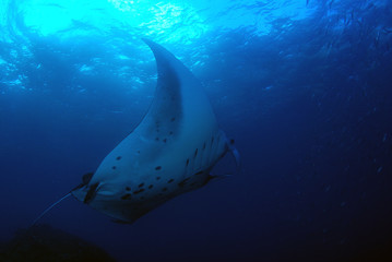 Amazing underwater world - Manta Rays. Bali, Nusa Penida island, Raja Ampat. Clear blue sea. 