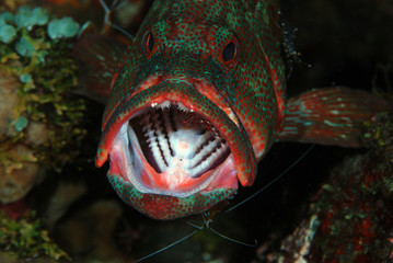 Coral grouper at the cleaning station - a symbiosis between fish and shrimp. Underwater macro...