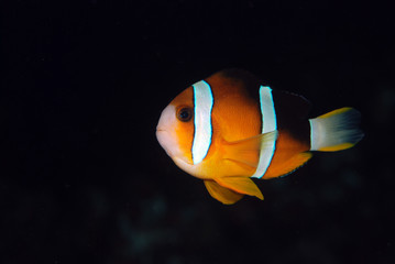 Nemo clown fish. Underwater world. Tulamben, Bali, Indonesia.