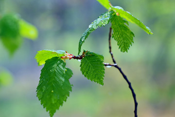 tree branch with young leaves, blurred background