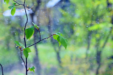 tree branch with young leaves, blurred background