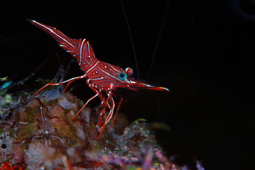 Durban dancing shrimp -Rhynchocinetes durbanensis. Underwater macro photography. Tulamben, Bali, Indonesia.
