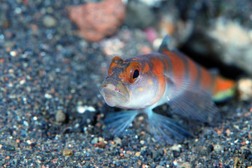 Flagtail Shrimpgoby (Amblyeleotris yanoi) live together with Randall's snapping shrimp (Alpheus randalli). Underwater symbiosis. Tulamben, Bali, Indonesia. 