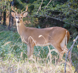 white tailed buck in trees