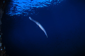 Underwater world - Long Trumpetfish under the jetty. Blue underwater background. Wide angle photography. Padang Bay, Bali, Indonesia. 