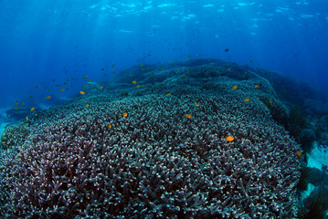 Fototapeta na wymiar Clear blue ocean of tropical seas. Coral reefs. Bali, Indonesia.