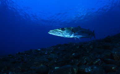 Underwater world - Sphyraena barracuda - Great barracuda. Liberty wreck. Tulamben, Bali, Indonesia. 