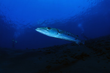 Underwater world - Sphyraena barracuda - Great barracuda. Liberty wreck. Tulamben, Bali, Indonesia. 