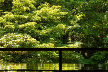 瑠璃光院 逆さ新緑 (日本庭園, 寺社)