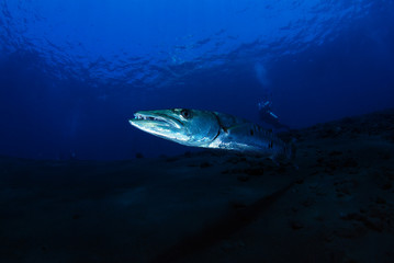Naklejka na ściany i meble Underwater world - Sphyraena barracuda - Great barracuda. Liberty wreck. Tulamben, Bali, Indonesia. 