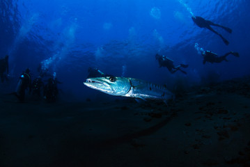 Fototapeta premium Underwater world - Sphyraena barracuda - Great barracuda. Liberty wreck. Tulamben, Bali, Indonesia. 