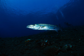 Naklejka premium Underwater world - Sphyraena barracuda - Great barracuda. Liberty wreck. Tulamben, Bali, Indonesia. 