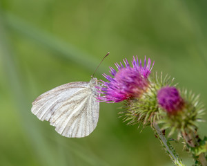 Green-veined white butterfly (Pieris napi) feeding nectar from a purple thistle
