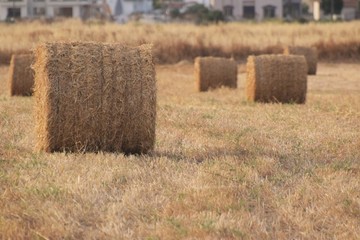 Autumn field of hay background