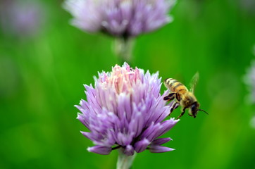 Biene auf einer Schnittlauchblüte