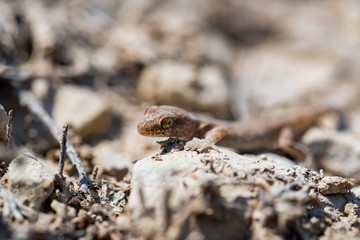 Close up cute small Even-fingered gecko genus Alsophylax on ground