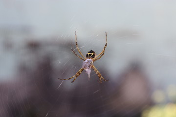 spider
