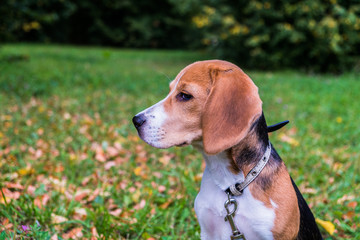 A thoughtful Beagle puppy with a blue leash on a walk in a city park. Portrait of a nice...