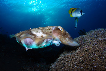 Incredible Underwater World - Cuttlefish. Blue ocean. Tulamben, Bali, Indonesia.