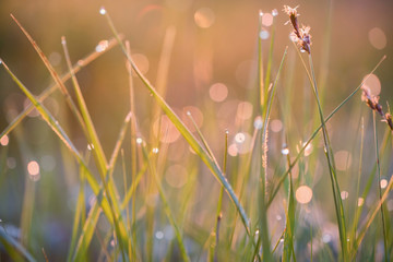 Beautiful background with morning dew on grass close