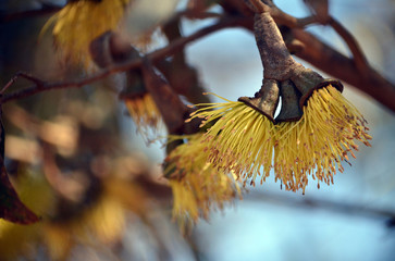 Yellow blossoms of Eucalyptus megacornuta, family Myrtaceae. A mallee gum tree endemic to the...