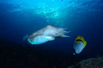 Naklejka na ściany i meble Incredible Underwater World - Cuttlefish. Blue ocean. Tulamben, Bali, Indonesia.