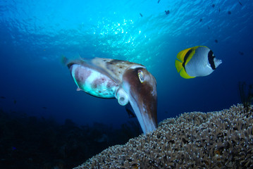Fototapeta na wymiar Incredible Underwater World - Cuttlefish. Blue ocean. Tulamben, Bali, Indonesia.