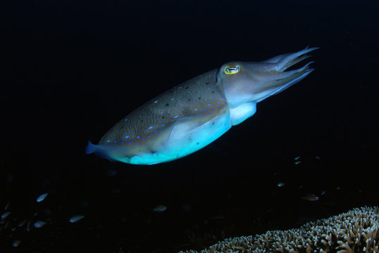 Incredible Underwater World - Cuttlefish. Blue ocean. Tulamben, Bali, Indonesia.