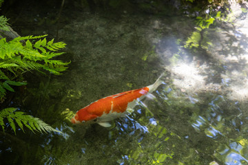 新緑と鯉 (青紅葉, 日本庭園)