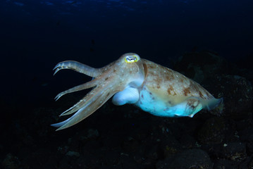 Incredible Underwater World - Cuttlefish. Blue ocean. Tulamben, Bali, Indonesia.