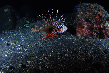 Naklejka na ściany i meble Underwater world - Lion fish, poisonous, dangerous fish, night diving. Tulamben, Bali, Indonesia.