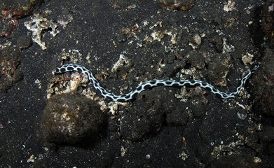Snake Eel is hunting in the night. Underwater world. Tulamben, Bali, Indonesia.