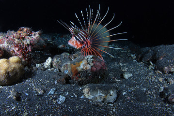 Naklejka na ściany i meble Underwater world - Lion fish, poisonous, dangerous fish, night diving. Tulamben, Bali, Indonesia.
