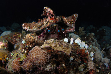 Hermit crab in a night diving. Tulamben, Bali, Indonesia.