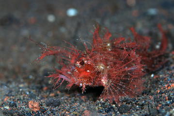 Incredible underwater world - Pteroidichthys amboinensis - Ambon scorpionfish. Tulamben, Bali, Indonesia.