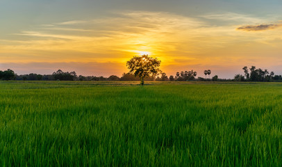 Fototapeta premium Tree in green field and sunset in countryside