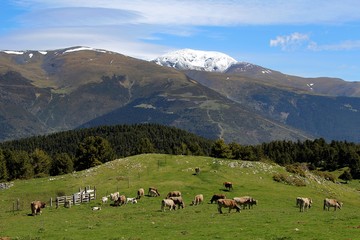 Fototapeta na wymiar rebaño de vacas en la montaña