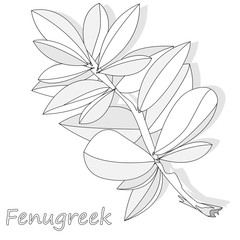 Methi, fenugreek leaves vector illustration on white background. isolated image.