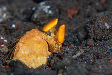 Incredible Underwater World - Golden mantis (Lysiosquilloides mapia). Macro photography. Tulamben, Bali, Indonesia.
