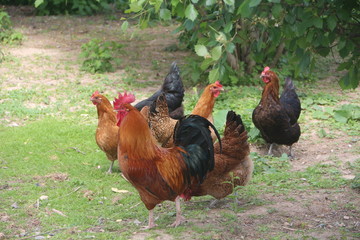 Cock and hens