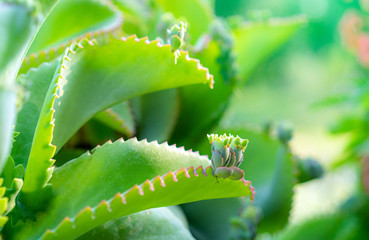 Close up of Kalanchoe pinnata plant
