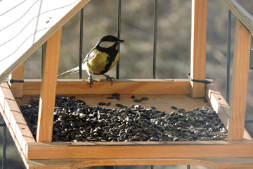 The great tit eating sunflower seeds in a bird feeder