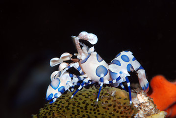 Incredible underwater world - Hymenocera picta - Harlequin shrimp. Eating/feeding starfish....