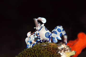 Incredible underwater world - Hymenocera picta - Harlequin shrimp. Eating/feeding starfish. Underwater macro photography. Tulamben, Bali, Indonesia. 