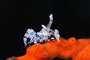 Incredible underwater world - Hymenocera picta - Harlequin shrimp. Eating/feeding starfish. Underwater macro photography. Tulamben, Bali, Indonesia. 