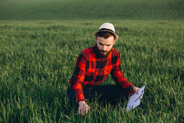 Naklejka na ściany i meble Young handsome bearded farmer with folder analyzes the crop in wheat field in early summer